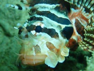 まっちゃんが撮る海の生き物。