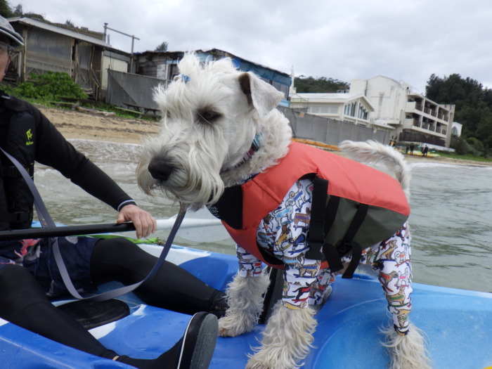 ワンちゃんとカヤック🚣🏾